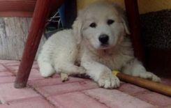 Więcej o: Zaginął owczarek podhalański!