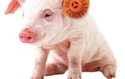 67384f5d4bf39a018e4ff12e5b8d