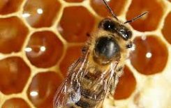 Więcej o: „Pszczelarstwo w województwie lubelskim”