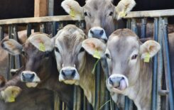 4-cows-behind-black-metal-rails-162801