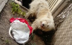 mms_img40700337