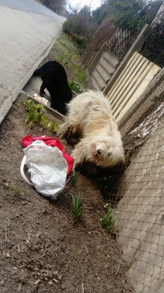 mms_img40700337