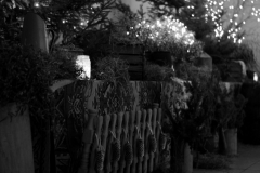 koledowanie rokis 2017 (16)